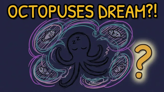 Munchrd: Do octopuses dream, and do they practise hunting in their sleep?