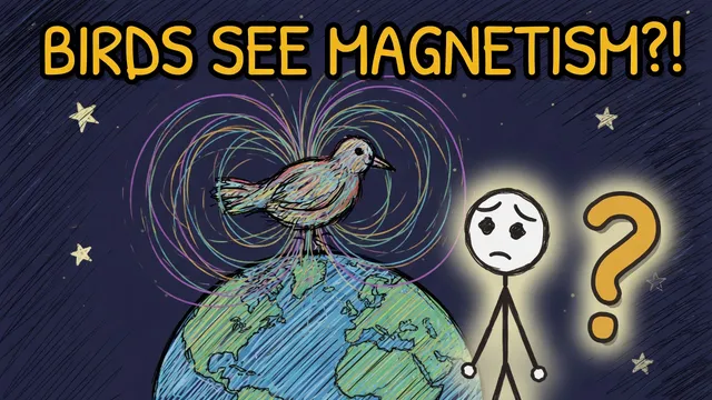 Munchrd: How do birds sense Earth's magnetic field?