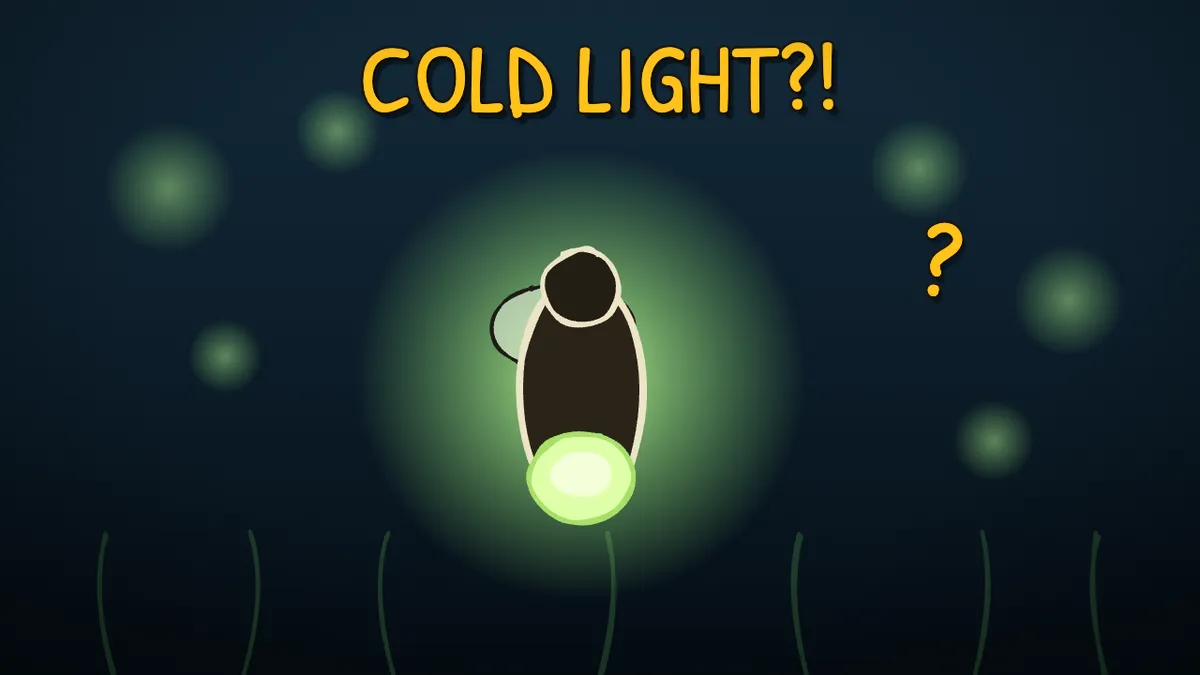 Munchrd illustration for: How do fireflies glow?