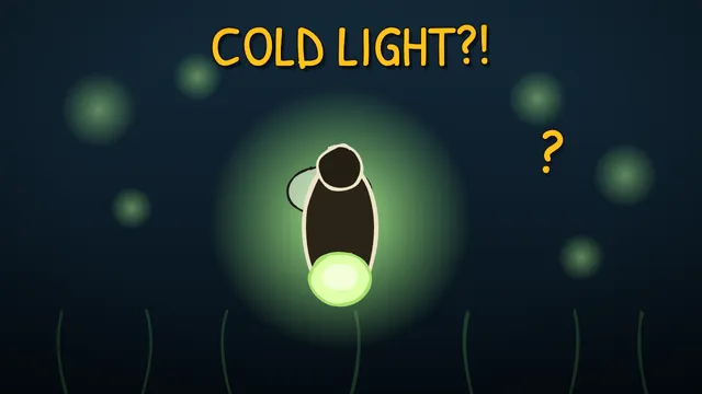 Munchrd: How do fireflies glow?