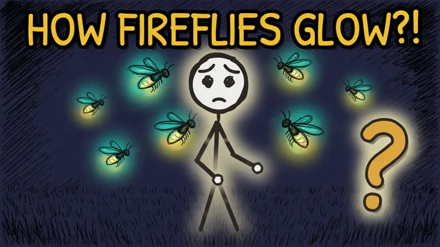 Munchrd: How do fireflies glow?