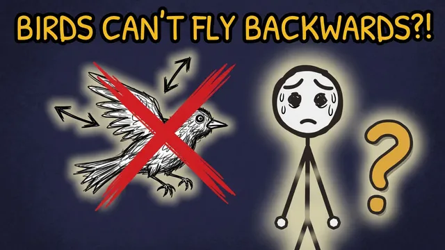 Munchrd: Why can't birds fly backwards?