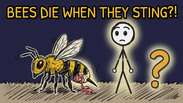 Munchrd: Why do bees die when they sting you?
