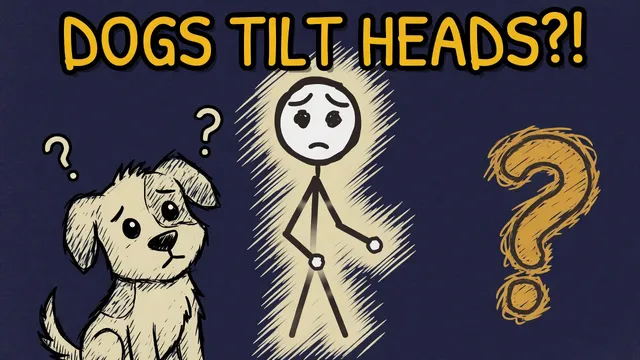 Munchrd: Why do dogs tilt their heads?