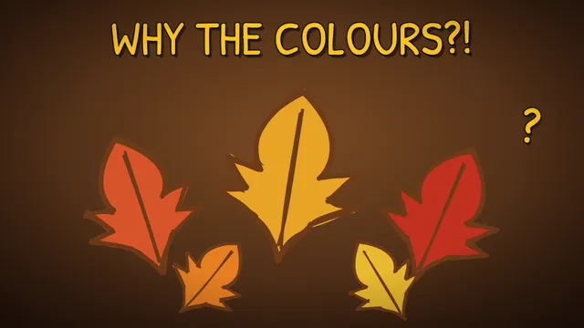 Munchrd: Why do leaves change colour in autumn?