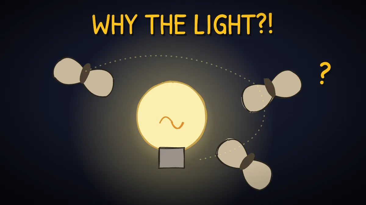 Munchrd illustration for: Why do moths fly into lights?