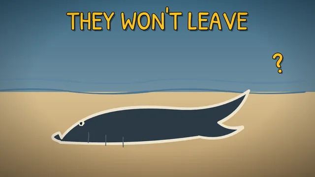 Munchrd: Why do whales beach themselves?