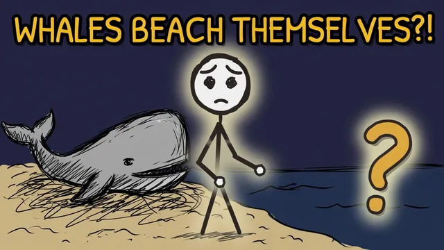 Munchrd: Why do whales beach themselves?