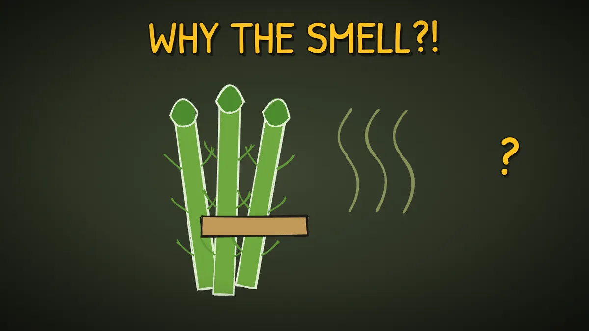Munchrd illustration for: Why does asparagus make your pee smell?