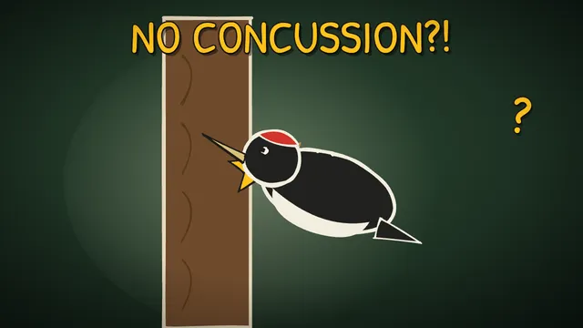 Munchrd: Why don't woodpeckers get concussion?