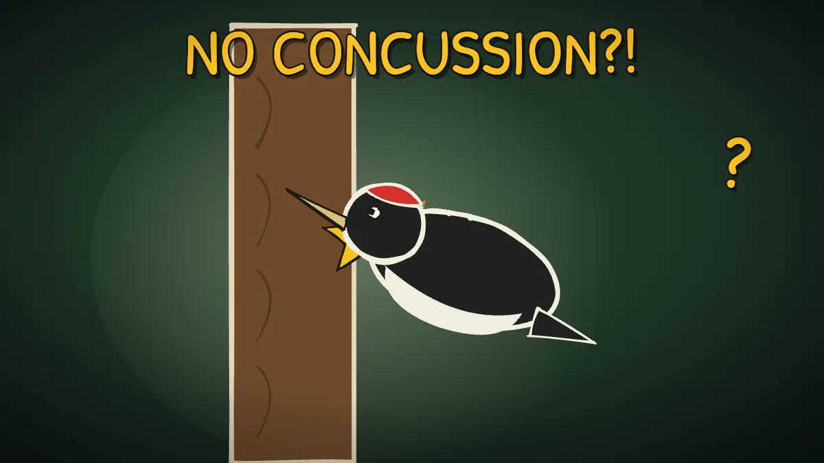 Munchrd illustration for: Why don't woodpeckers get concussion?